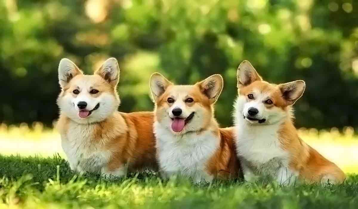 ddos网页在线攻击